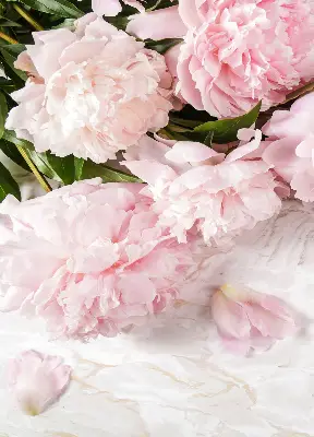 Fensterrollo für den Innenbereich mit Blumenmuster