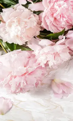 Fensterrollo für den Innenbereich mit Blumenmuster