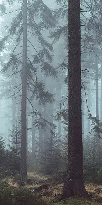Fensterrollo für den Innenbereich mit dem Motiv Wald bei Nacht