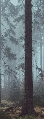 Fensterrollo für den Innenbereich mit dem Motiv Wald bei Nacht