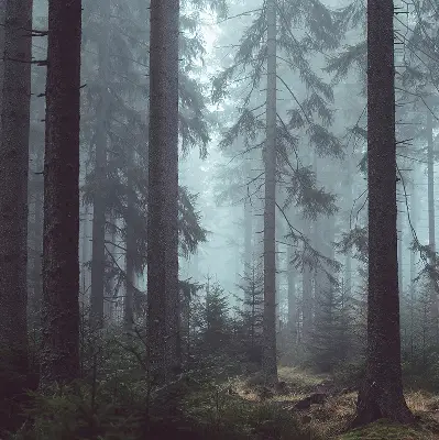 Fensterrollo für den Innenbereich mit dem Motiv Wald bei Nacht