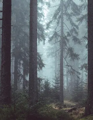 Fensterrollo für den Innenbereich mit dem Motiv Wald bei Nacht