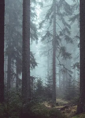 Fensterrollo für den Innenbereich mit dem Motiv Wald bei Nacht