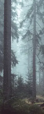 Fensterrollo für den Innenbereich mit dem Motiv Wald bei Nacht