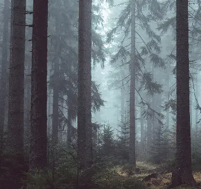 Fensterrollo für den Innenbereich mit dem Motiv Wald bei Nacht
