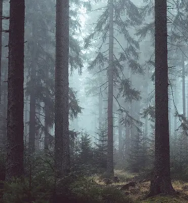 Fensterrollo für den Innenbereich mit dem Motiv Wald bei Nacht