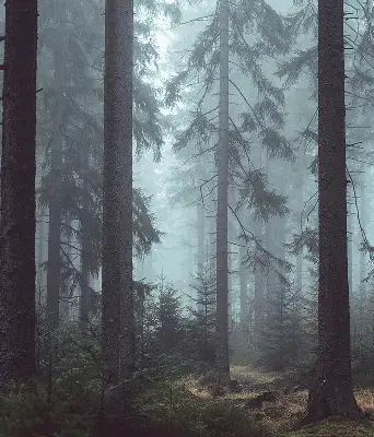 Fensterrollo für den Innenbereich mit dem Motiv Wald bei Nacht
