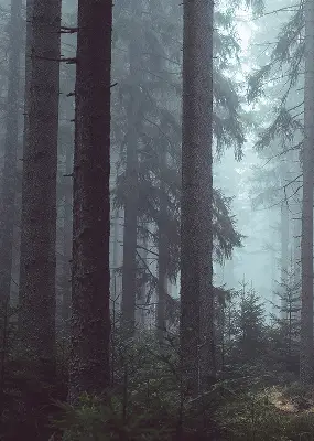 Fensterrollo für den Innenbereich mit dem Motiv Wald bei Nacht