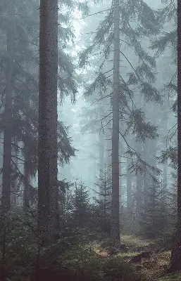Fensterrollo für den Innenbereich mit dem Motiv Wald bei Nacht