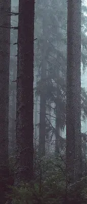Fensterrollo für den Innenbereich mit dem Motiv Wald bei Nacht