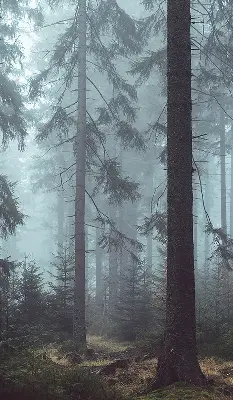 Fensterrollo für den Innenbereich mit dem Motiv Wald bei Nacht