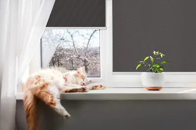 Fensterrollo in der Farbe Schwarz