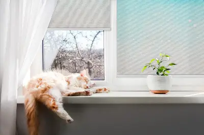 Fensterrollo von Nordlicht