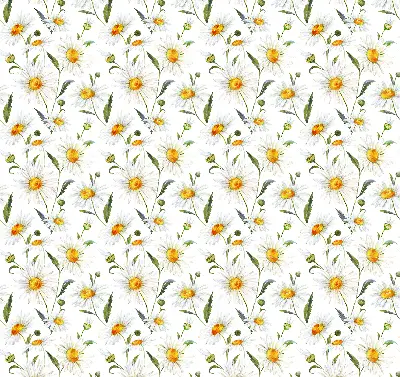 Fensterrollo mit Gänseblümchen Motiv