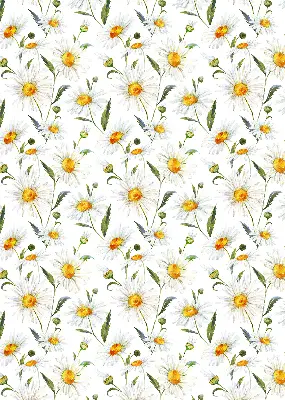 Fensterrollo mit Gänseblümchen Motiv