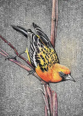 Fensterrollo mit Motiv von einem Vogel auf einem Ast