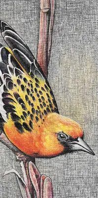 Fensterrollo mit Motiv von einem Vogel auf einem Ast