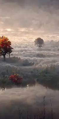 Fensterrollo mit Motiv Bäume im Nebel für den Innenbereich