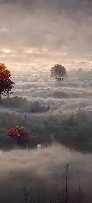 Fensterrollo mit Motiv Bäume im Nebel für den Innenbereich