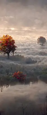 Fensterrollo mit Motiv Bäume im Nebel für den Innenbereich