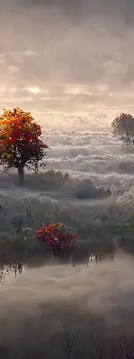 Fensterrollo mit Motiv Bäume im Nebel für den Innenbereich