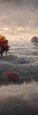 Fensterrollo mit Motiv Bäume im Nebel für den Innenbereich