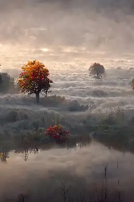 Fensterrollo mit Motiv Bäume im Nebel für den Innenbereich