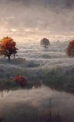 Fensterrollo mit Motiv Bäume im Nebel für den Innenbereich