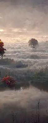 Fensterrollo mit Motiv Bäume im Nebel für den Innenbereich