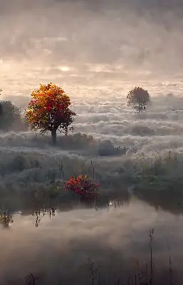 Fensterrollo mit Motiv Bäume im Nebel für den Innenbereich