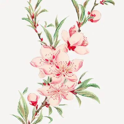 Fensterrollo mit Motiv einer rosa Blume