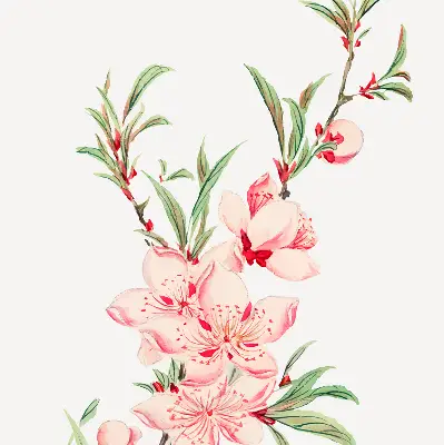Fensterrollo mit Motiv einer rosa Blume