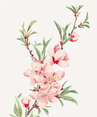Fensterrollo mit Motiv einer rosa Blume