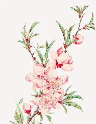 Fensterrollo mit Motiv einer rosa Blume