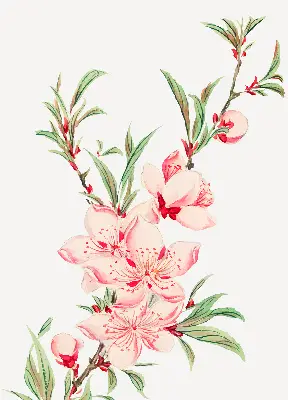 Fensterrollo mit Motiv einer rosa Blume