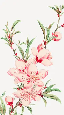 Fensterrollo mit Motiv einer rosa Blume