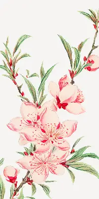 Fensterrollo mit Motiv einer rosa Blume