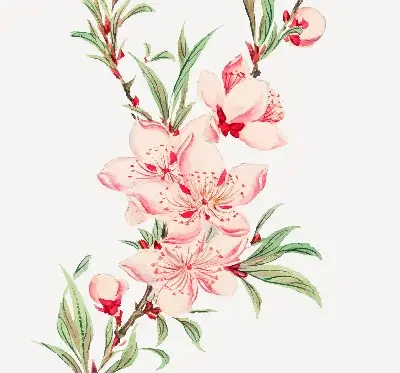 Fensterrollo mit Motiv einer rosa Blume