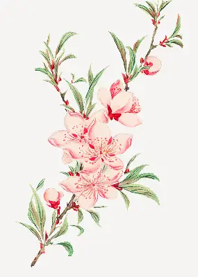 Fensterrollo mit Motiv einer rosa Blume