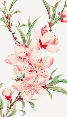Fensterrollo mit Motiv einer rosa Blume