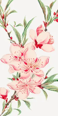 Fensterrollo mit Motiv einer rosa Blume