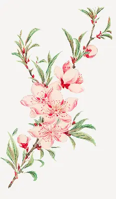 Fensterrollo mit Motiv einer rosa Blume