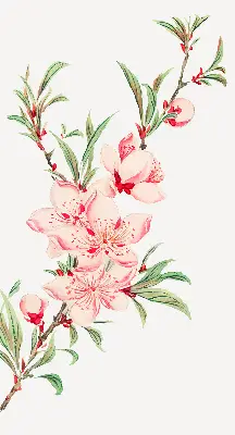 Fensterrollo mit Motiv einer rosa Blume