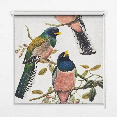 Fensterrollo mit Motiv Vögel auf den Zweigen