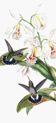 Rollo Fenster mit dem Motiv Vögel auf einer Blume