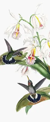 Rollo Fenster mit dem Motiv Vögel auf einer Blume