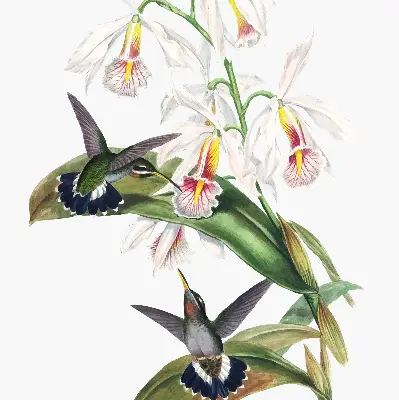 Rollo Fenster mit dem Motiv Vögel auf einer Blume