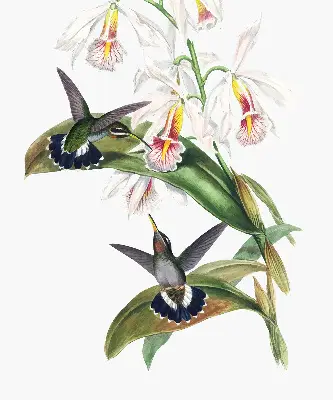 Rollo Fenster mit dem Motiv Vögel auf einer Blume