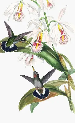 Rollo Fenster mit dem Motiv Vögel auf einer Blume