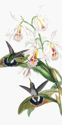 Rollo Fenster mit dem Motiv Vögel auf einer Blume